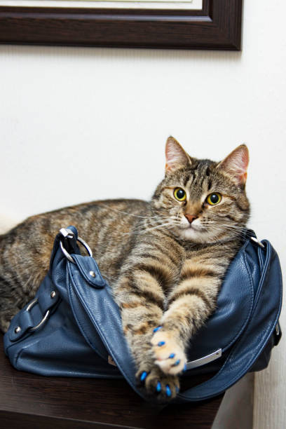 istock Brown tabby cat lies on a bag 1205733098