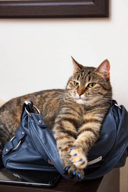 istock Brown tabby cat lies on a bag 1205733112