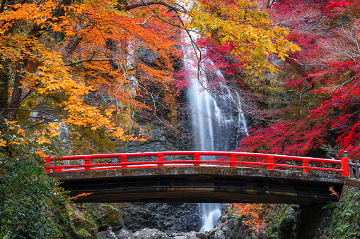 the red bridge in minoh waterfall park with autumn red and yellow background, Osaka, Japan