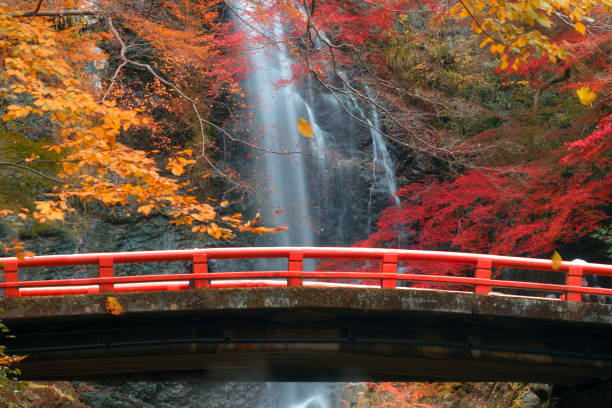 istock the red bridge in minoh waterfall park with autumn red 1205733901