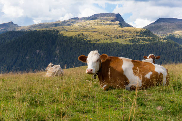 istock Cow resting in the mountain meadow 1205735096
