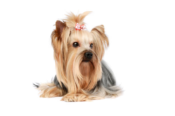 istock Studio shot of a lovely Yorkshire terrier 1205736710