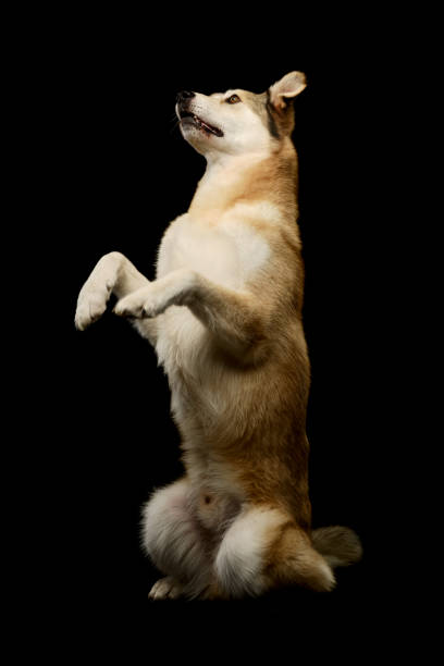 istock Studio shot of an adorable mixed breed dog 1205736828