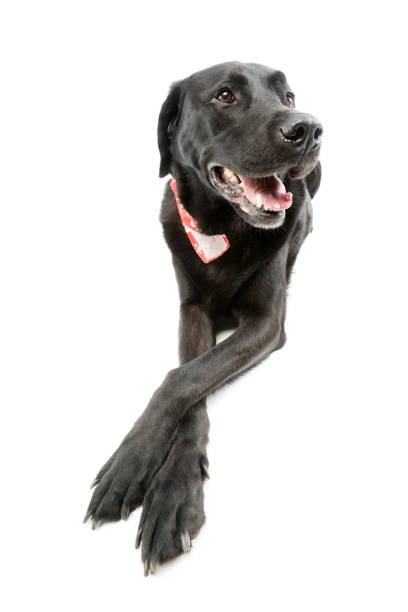 istock Studio shot of an adorable Labrador 1205739031