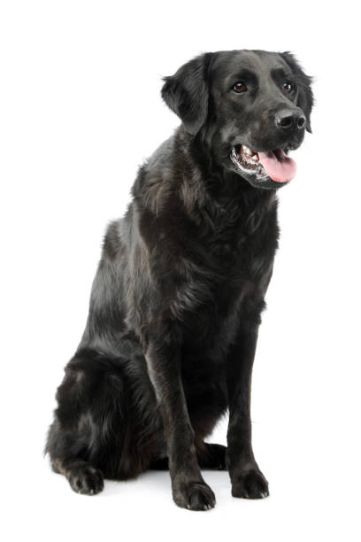istock Studio shot of an adorable mixed breed dog 1205739063