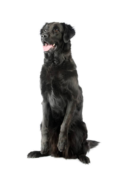 istock Studio shot of an adorable mixed breed dog 1205739214