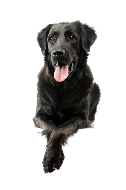 istock Studio shot of an adorable mixed breed dog 1205739270