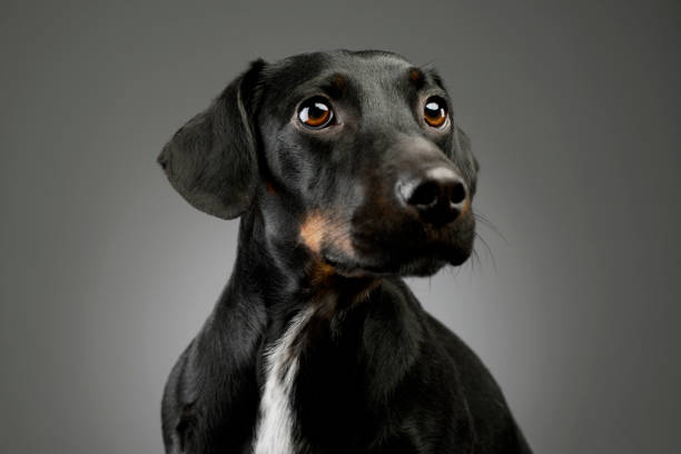 istock Portrait of a beautiful mixed breed dog 1205739379