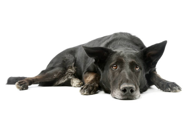 istock Studio shot of an adorable mixed breed dog 1205739393