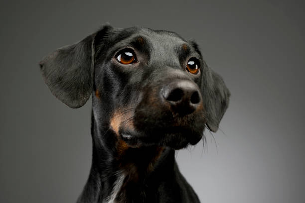 istock Portrait of a beautiful mixed breed dog 1205739472