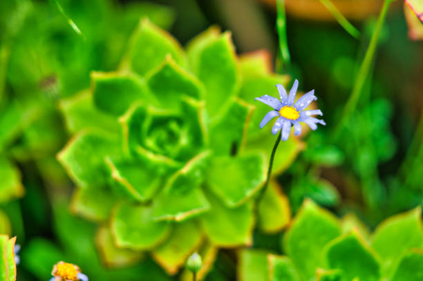 istock Inverewe Gardens - Scotland 1205741286