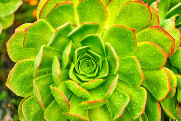 Different flowers and fruits are cultivated and growing at Inverewe Gardens in Scotland.