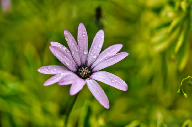 Different flowers and fruits are cultivated and growing at Inverewe Gardens in Scotland.