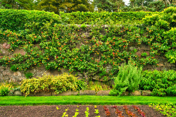 istock Apple Tree - Inverewe Gardens - Scotland 1205741973