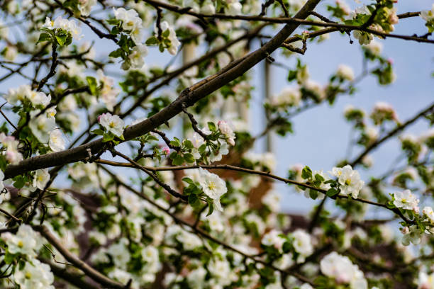 istock There are a lot of white blossoms on the Apple tree. Fluffy delicate petals on thin branches and green leaves. 1205742592