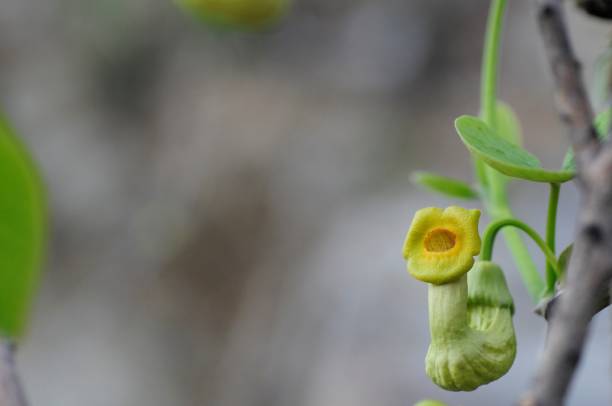istock korea wild plants macro photograph 1205742927