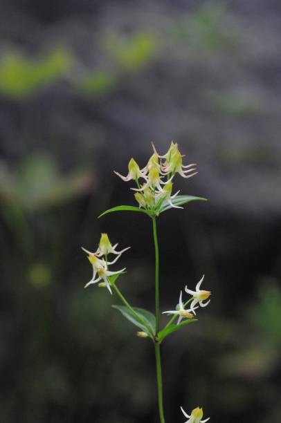istock korea wild plants macro photograph 1205742960