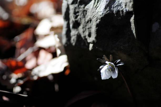 istock korea wild plants macro photograph 1205743099