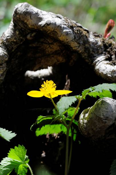 istock korea wild plants macro photograph 1205743744