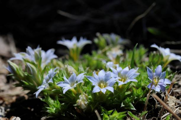 istock korea wild plants macro photograph 1205743755