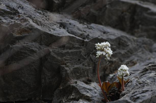 istock korea wild plants macro photograph 1205744290