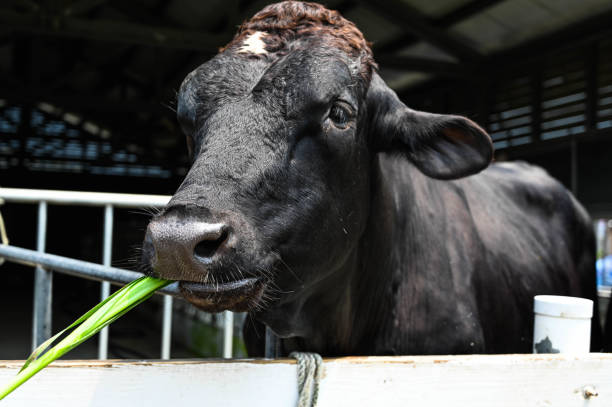 istock Close up feeding cows grazing in pasture. 1205746558