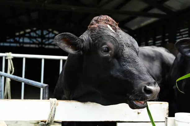 anima, animal, animal husbandry, browse, browsing, cattle, close, close up, close-up, closeup, cow, dairy, dairy-cattle, field, grass, grassland, graze, grazing, livestock, meadow, nature, neat, outdoor, pasturage, pasture, put out, snout, walk