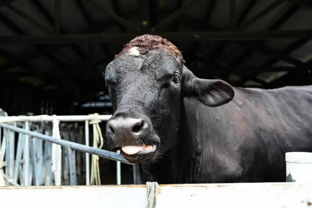 anima, animal, animal husbandry, browse, browsing, cattle, close, close up, close-up, closeup, cow, dairy, dairy-cattle, field, grass, grassland, graze, grazing, livestock, meadow, nature, neat, outdoor, pasturage, pasture, put out, snout, walk