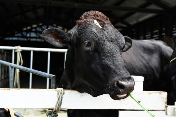 istock Close up feeding cows grazing in pasture. 1205746655