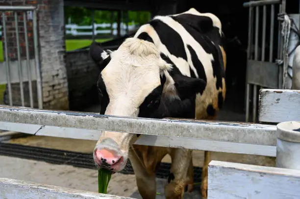 anima, animal, animal husbandry, browse, browsing, cattle, close, close up, close-up, closeup, cow, dairy, dairy-cattle, field, grass, grassland, graze, grazing, livestock, meadow, nature, neat, outdoor, pasturage, pasture, put out, snout, walk