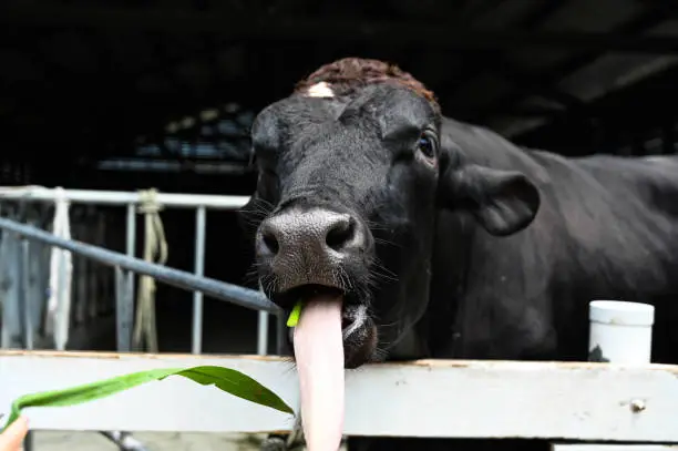 anima, animal, animal husbandry, browse, browsing, cattle, close, close up, close-up, closeup, cow, dairy, dairy-cattle, field, grass, grassland, graze, grazing, livestock, meadow, nature, neat, outdoor, pasturage, pasture, put out, snout, walk