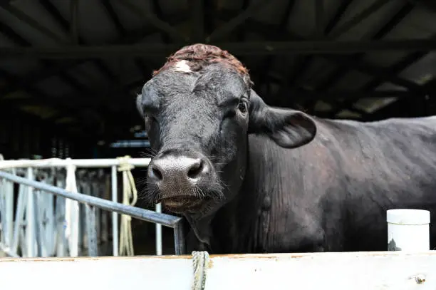 anima, animal, animal husbandry, browse, browsing, cattle, close, close up, close-up, closeup, cow, dairy, dairy-cattle, field, grass, grassland, graze, grazing, livestock, meadow, nature, neat, outdoor, pasturage, pasture, put out, snout, walk