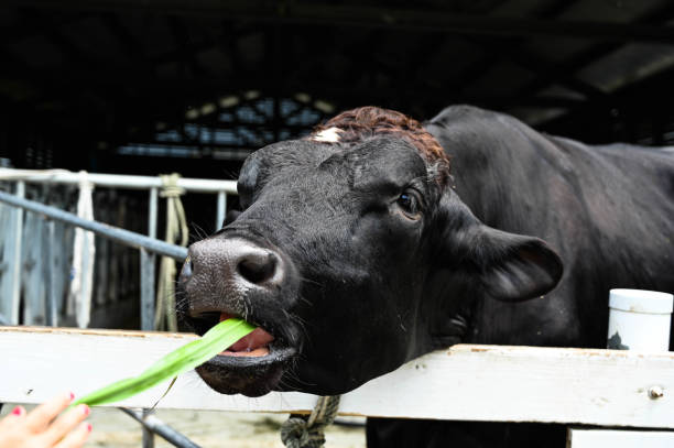istock Close up feeding cows grazing in pasture. 1205746833