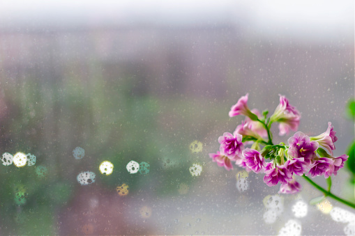 kalanchoe blossfeldiana at the window rainly day
