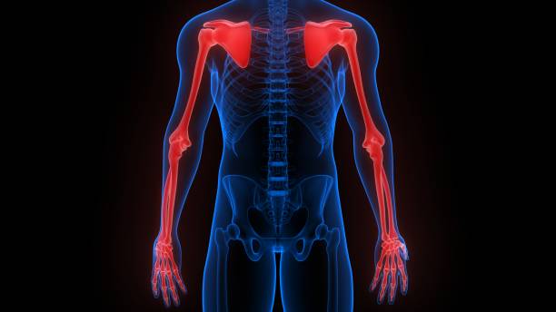 upper limbs bone joints of human skeleton system anatomy rendu 3d à rayons xd - x ray x ray image shoulder human arm photos et images de collection