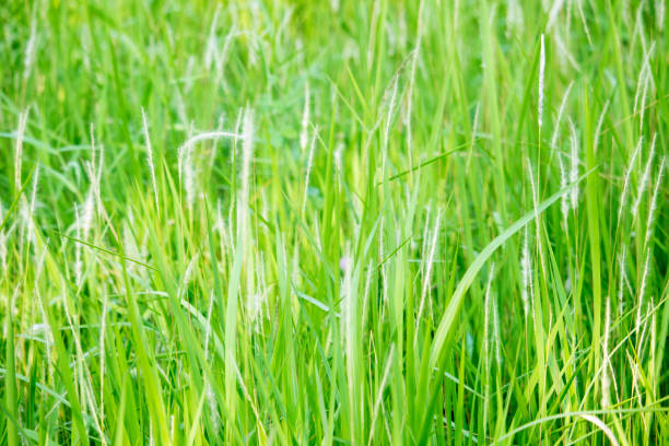 istock Green grass in eye level view for background 1205748463