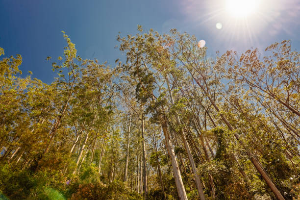 eukalyptusbaum gegen blauen himmel. (eucalyptus globulus) - bluegum tree stock-fotos und bilder