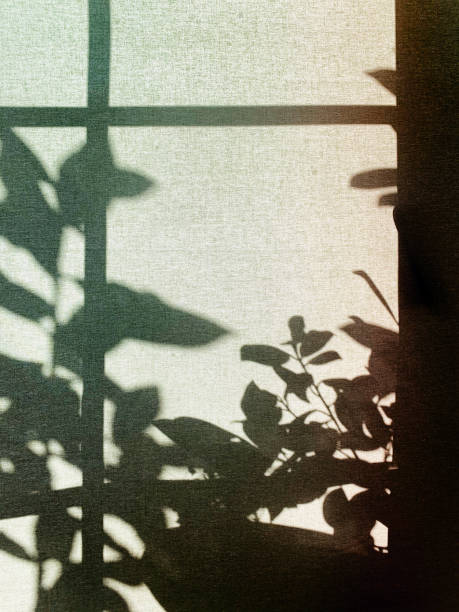 istock Shadow of plant leaves and branches on a roller blind 1205749649