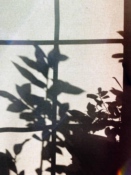 istock Shadow of plant leaves and branches on a roller blind 1205749790