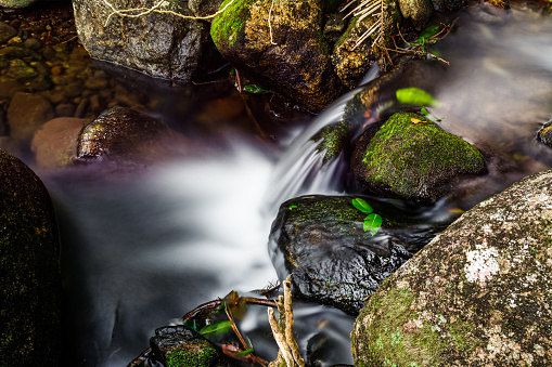 Forest water runs, clear and clear between the rocks.