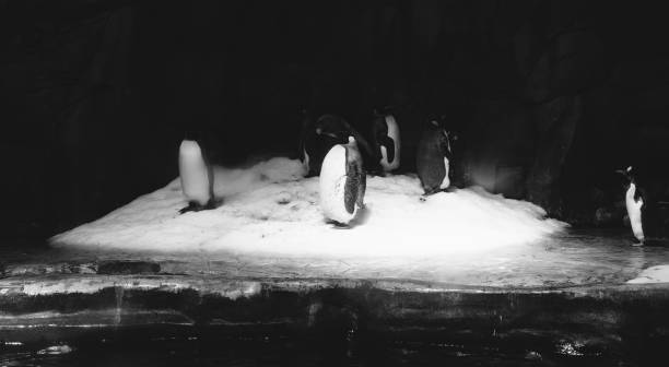 Penguines in the Ocaen Park