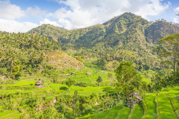 istock Balinese Rice Terraces and Palm Plantation 1205753627