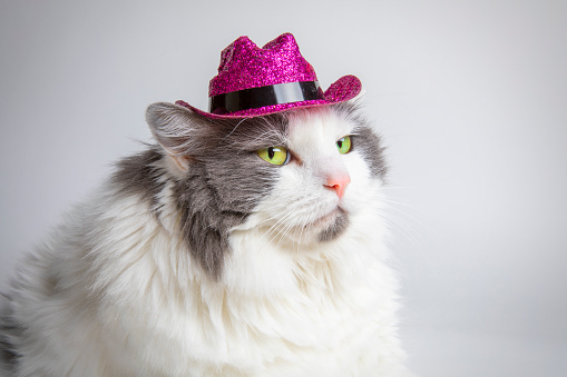 A portrait of a cute white and gray cat wearing a purple glitter cowboy hat.