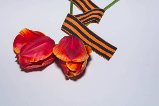 istock St. George Ribbon and tulips 1205755281