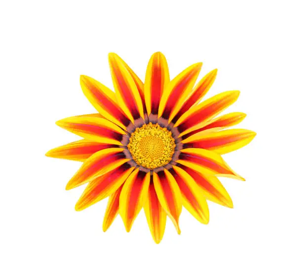 Gazania rigens colorful flowers isolated on white background top view , clipping path