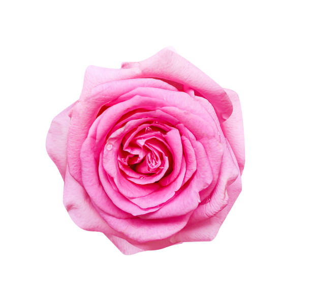 istock Beautiful pink rose flowers blooming with water drops patterns isolated on white background , wet top view clipping path 1205755880