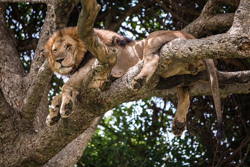 Tree lions in the national Park Queen Elizabeth, they do not like to wet their paws, so all the free time these beautiful cats spend on the branches of trees. Watching tree lions on Safari in the African savanna in Uganda