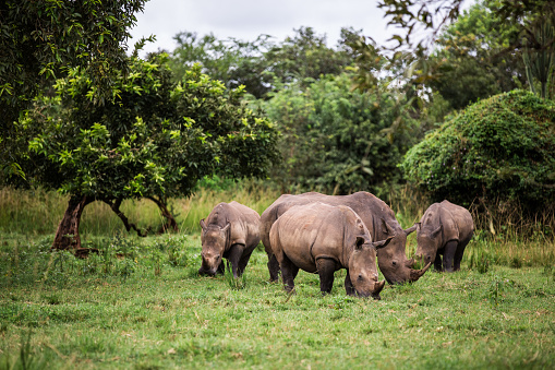 watching of the rhinos on a Safari in Uganda