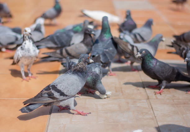istock Pigeons eat bread in the park during the day. 1205758602