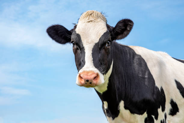 cabeza de vaca blanca y negra madura, aspecto suave, nariz rosa, delante de un cielo azul. - vacas fotografías e imágenes de stock
